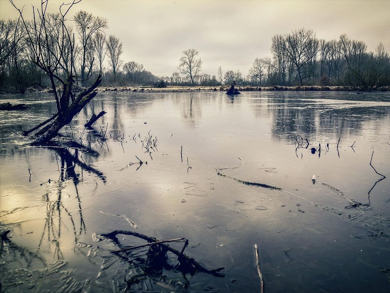 Un amplio paisaje oscuro bajo un cielo nocturno despejado en invierno